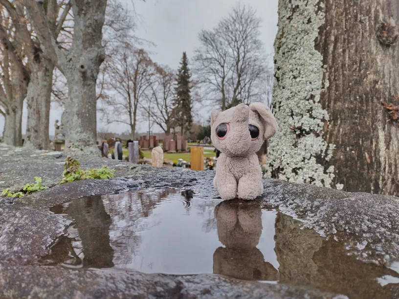 Kagube sitzt auf einer Steinmauer eines Friedhofs. Vor ihm eine Pfütze aus Regen, in der er sich spiegelt und alles andere auch. Dazu gibts Bäume und im Hintergrund Gräber.